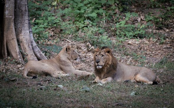 Official at zoo in India suspended after outrage over names he chose for two lions