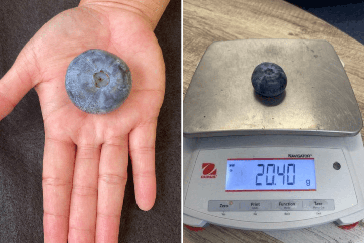 Berry, berry big: Massive Australian blueberry shatters world record