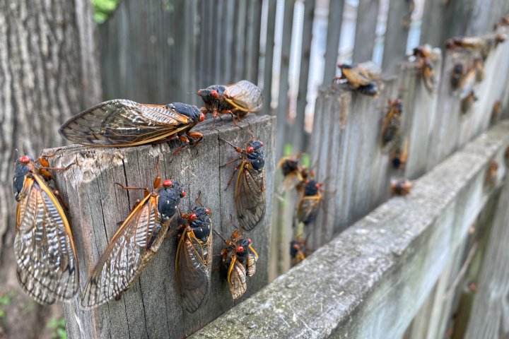 Billions of cicadas emerging amid rare double brood. Will Canadians get to see?