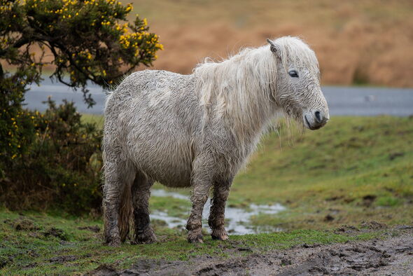 Desperate bid to save ponies launched amid fears the breed could become ‘extinct’