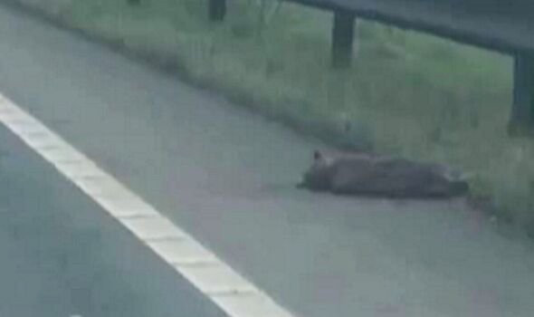 Driver’s horror at ‘dead puma’ on side of road – but then it mysteriously vanished
