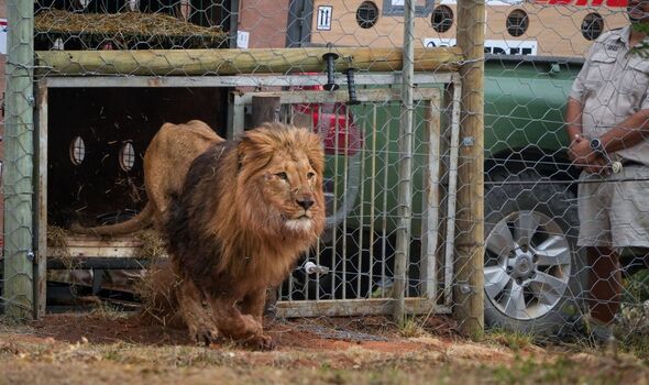 Lions traumatised by Ukraine war find ‘forever home’ in South African cat sanctuary