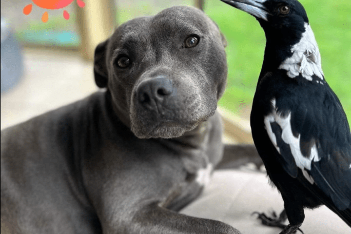 Molly the magpie: Famous bird separated from dog best friend, sparking petition