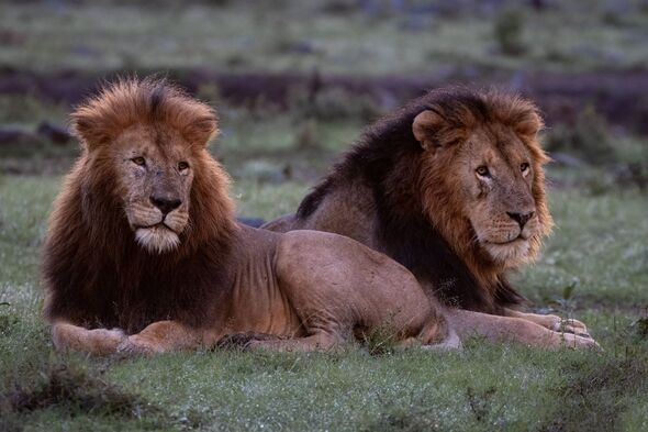 MPs will warn ‘barbaric’ trophy hunters that ‘your spoils’ cannot be brought to Britain