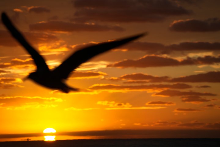 Ocean temperatures hit record high in February, data shows