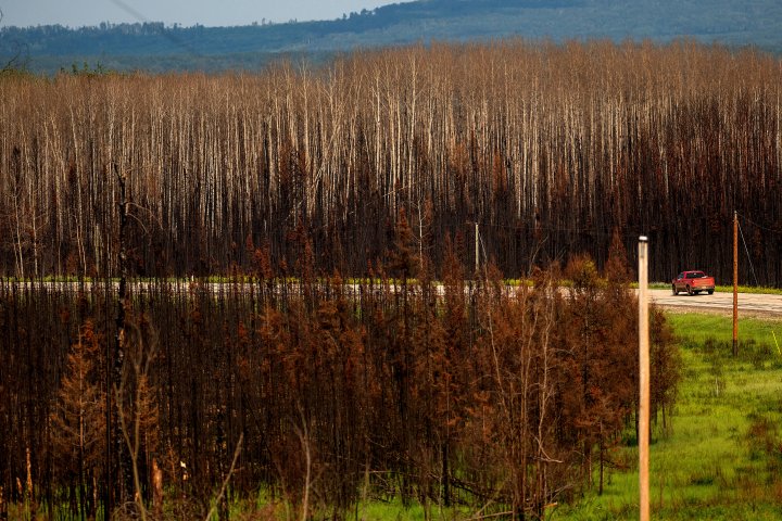 Canada wildfires drove global tree cover loss in 2023. By how much?