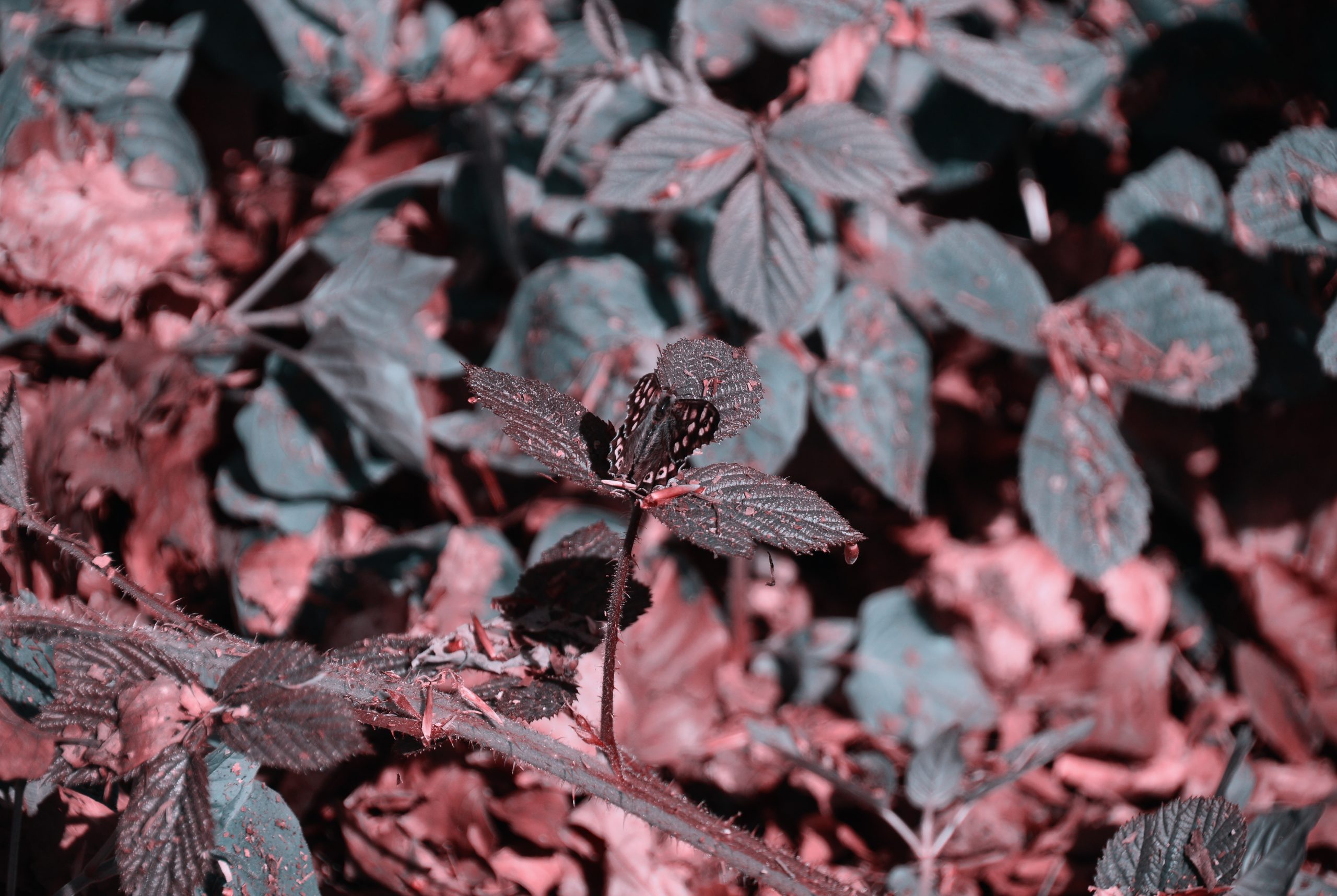 Everyone can see the leaves but you have 20/20 vision if you can spot the butterfly hiding among them in under 9 seconds