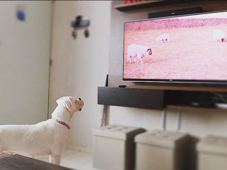 Relax My Dog Can Help Relieve Your Furry Friend of Stress for Under 