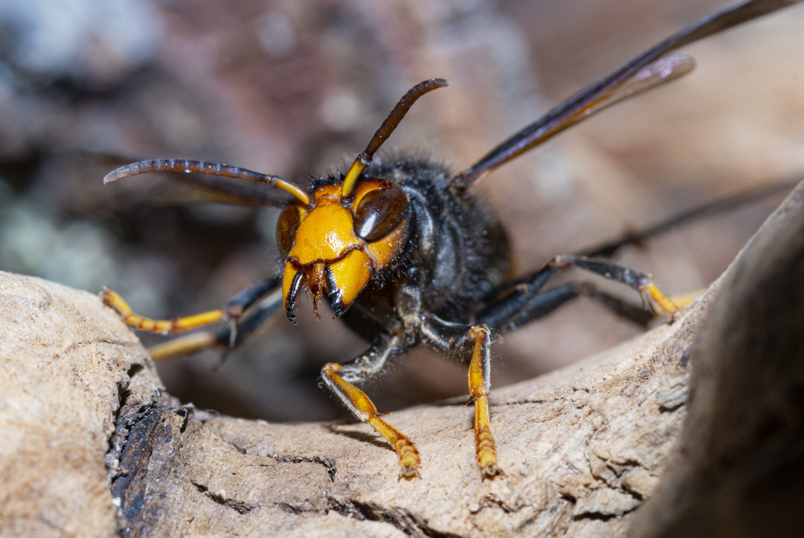 Urgent warning over Asian hornets as EIGHT killer insects are caught near UK mainland – after record numbers last year