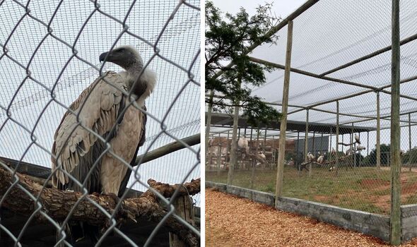 Africa’s largest vulture relocation could help save the threatenend animals