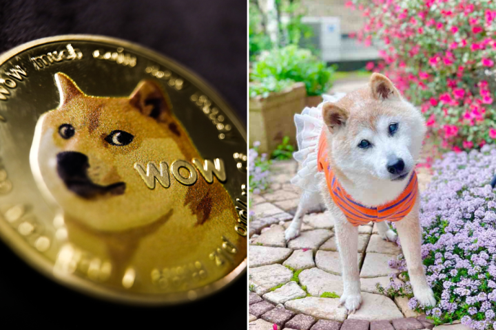 Kabosu, the dog behind the ‘Doge’ meme, has died
