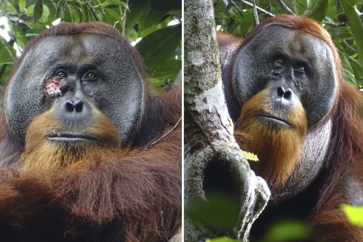 Orangutan treats facial wound with medicinal plant in documented first