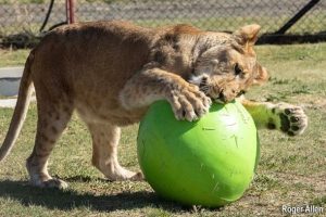 Rescued ‘pet’ lions start new life in Africa