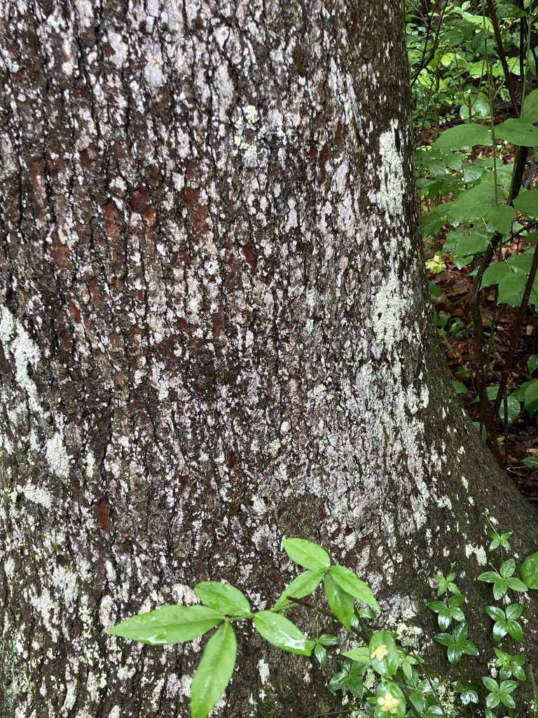You have X-ray vision if you can spot the frog camouflaged in the tree in under 30 seconds