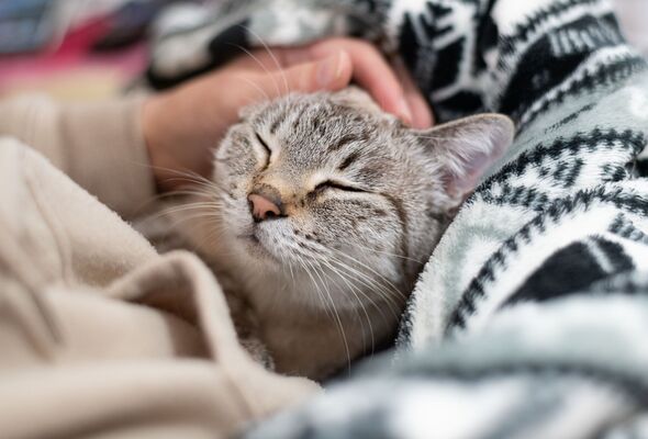 Cat owners hit with £500 fines as new law in force from today