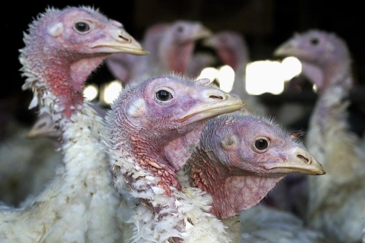 First-ever human death of bird flu strain H5N2 confirmed in Mexico: WHO