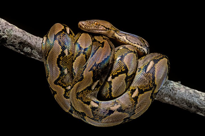 Missing mother found dead, swallowed whole by 5-metre python in Indonesia