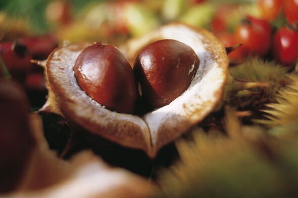 UK households urged to put conkers on window sills before September