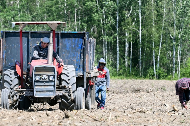 Quebec court authorizes temporary foreign worker class action on closed permits