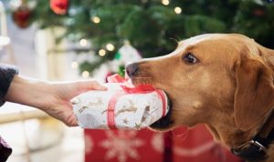Christmas warning to millions of dog owners over critical mistake