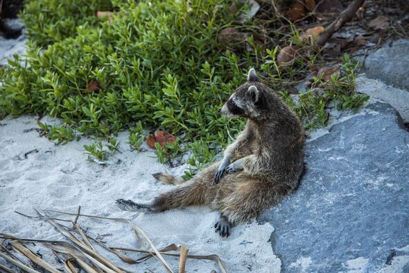 Majorca fights to contain invasion of rodents normally found in America