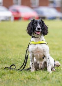 Police dog hero sniffs out huge haul of drugs secretly hidden in a pair of gloves