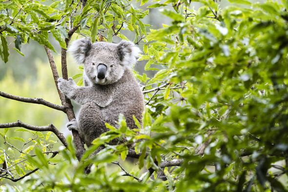 Why hundreds of Koalas are being shot dead out of trees by snipers