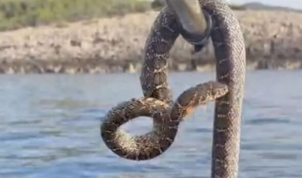 Ibiza snake panic as six-foot reptiles invade seas around holiday island