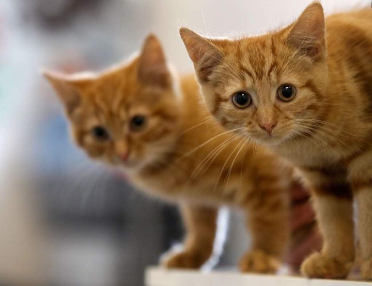 News24 | UK teen jailed for a year for torturing two kittens to death