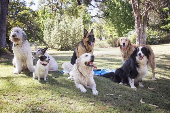 5 dog breeds a vet says you should never own – including ‘adorable abomination’ 5 dog breeds a vet says you should never own – including ‘adorable abomination’