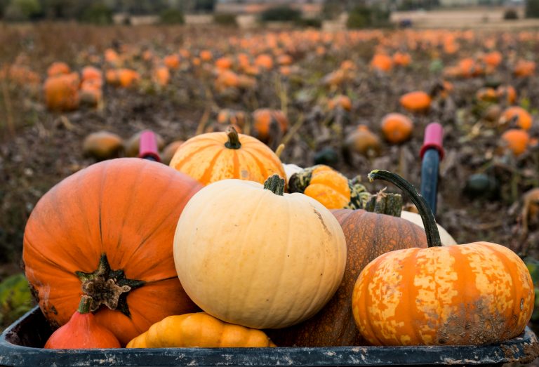 Last minute October half-term ideas – ultimate guide to everything you can do for FREE from pumpkin patches to fireworks Last minute October half-term ideas – ultimate guide to everything you can do for FREE from pumpkin patches to fireworks