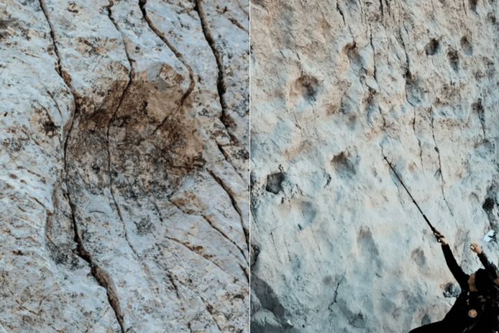 Thousands of 210-million-year-old dinosaur footprints discovered in Italy