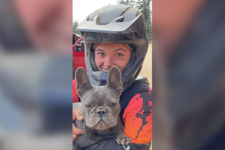 Dingoes found circling B.C. teen to be culled, Australia says