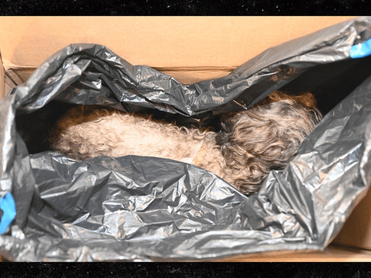 Epstein Files: Mysterious Fur Ball Stuffed Inside Trash Bag