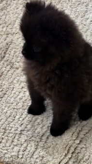 Kim K shares adorable clips of her kids with newly gifted puppies