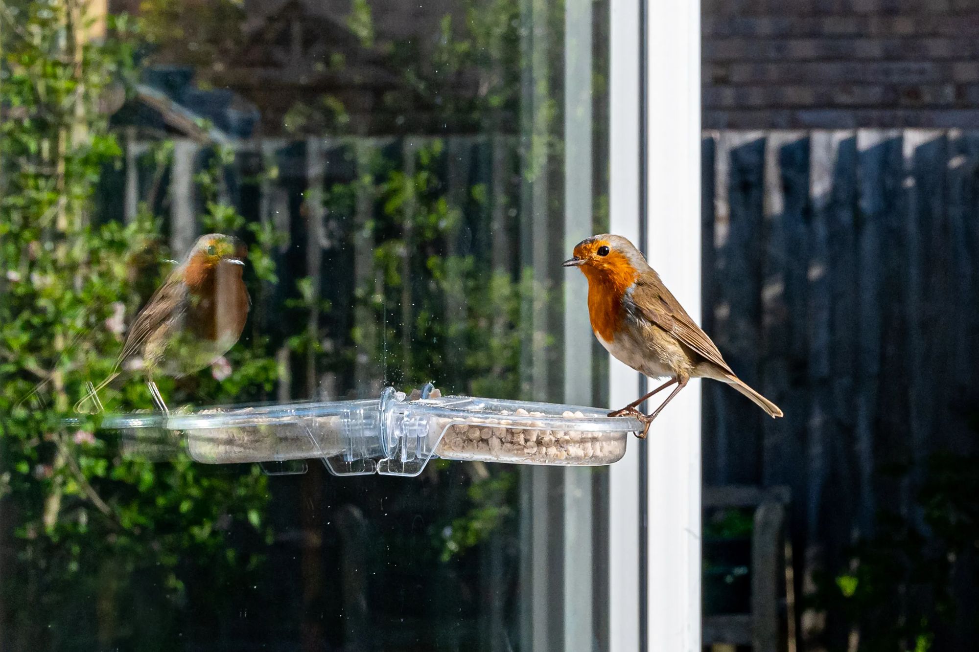Three cheap ways to encourage garden birds into your outside spaces