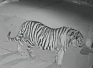 Tiger leaves locals horrified after devouring dog ‘down to its bones’ in terrifying video