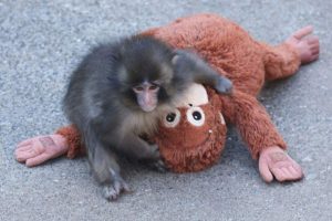 Abandoned baby monkey Punch dragged by older macaque in heartbreaking video