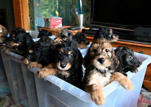 Dog owners stunned after pet gives birth to record-breaking litter