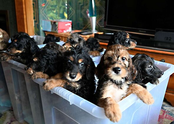 Dog owners stunned after pet gives birth to record-breaking litter