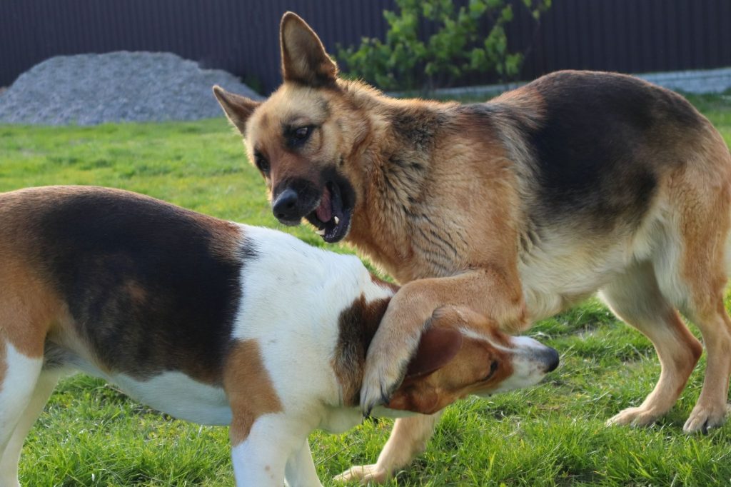 From feuding dogs to a spaced out cat – your pet queries answered