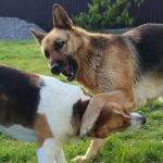 From feuding dogs to a spaced out cat – your pet queries answered