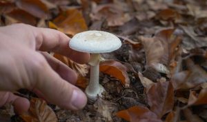 Horror after four die from eating toxic mushrooms and 36 are poisoned