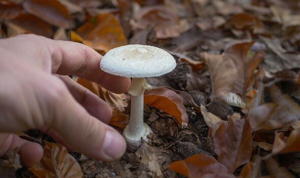 Horror after four die from eating toxic mushrooms and 36 are poisoned
