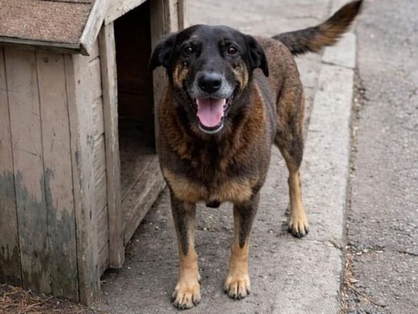 Outrage as thug teenagers ‘shatter dog’s skull’ in vile holiday resort attack