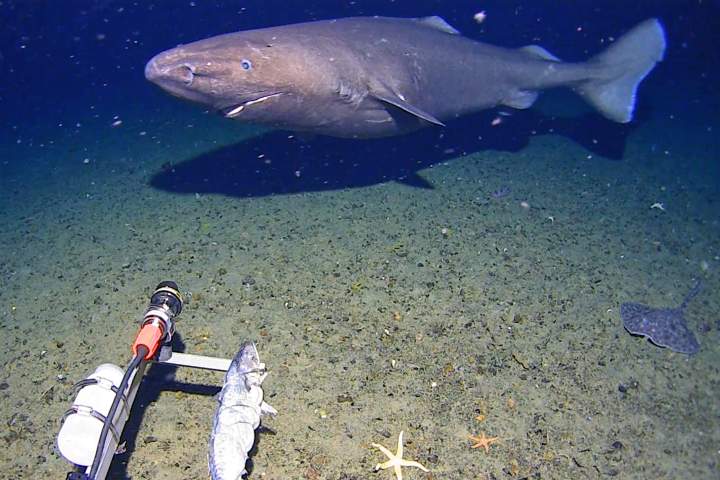 Shark caught on camera for 1st time in waters of Antarctica