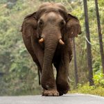 Tourist trampled to death by elephant in Thailand park, the 3rd human it’s killed