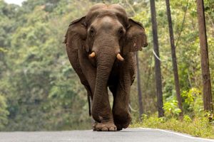 Tourist trampled to death by elephant in Thailand park, the 3rd human it’s killed