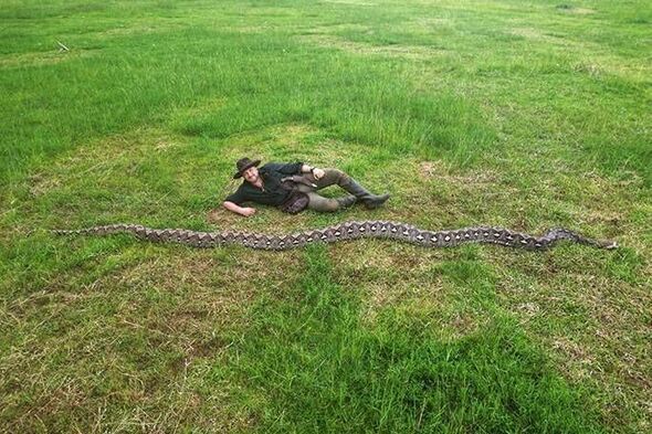 World’s biggest wild snake nicknamed ‘The Baroness’ is as long as a football goal