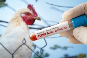 Bird flu outbreak fears near Yorkshire as huge surveillance zone declared